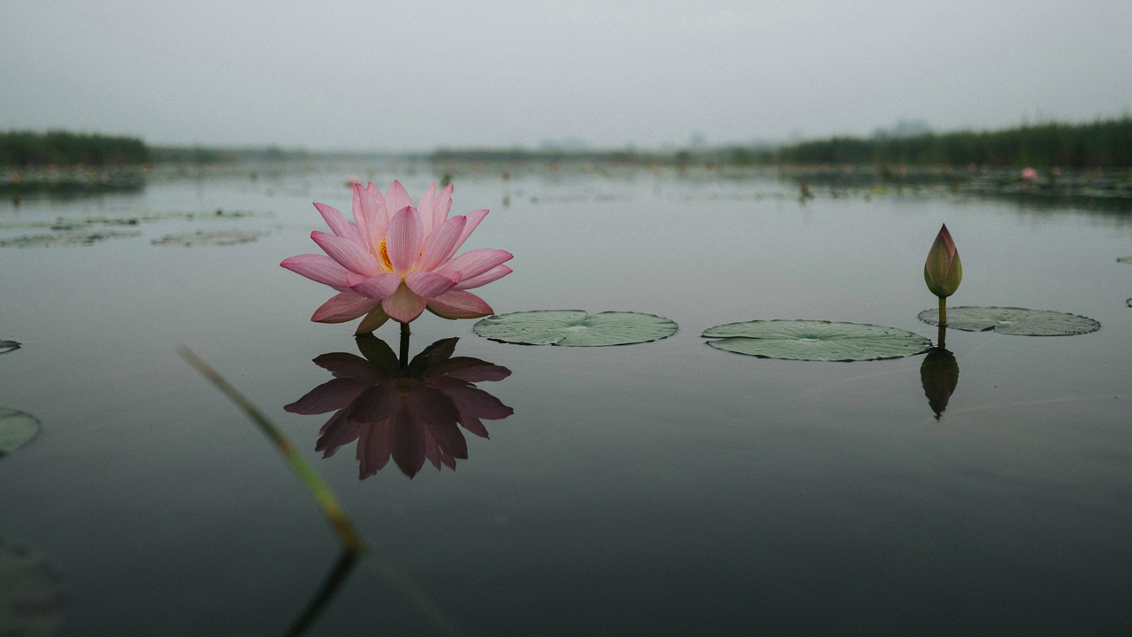 Lotus - Se libérer de l'anxiété thérapie alternative - Médecine parallèle